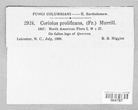 Trichaptum biforme image